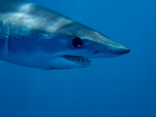 Mako Shark (Isurus oxyrinchus)