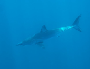 Mako Shark (Isurus oxyrinchus)