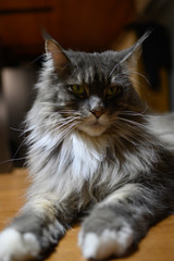 Obraz premium Closed up of domestic adorable black grey Maine Coon kitten, young peaceful cat in sunshine day