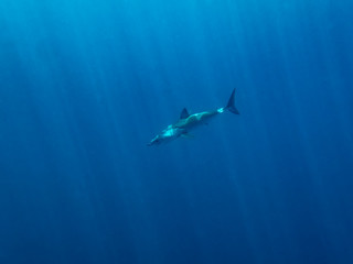 Mako Shark (Isurus oxyrinchus)