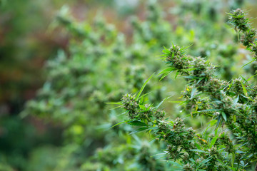 Outdoor legal marijuana grow. Large part trimmed buds almost ready for harvest. Cannabis series from seed to sale