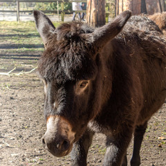 Fototapeta premium Portrait of a donkey