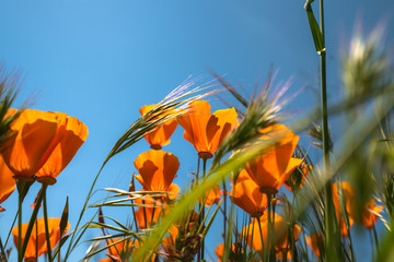 Golden Poppies, a California State Flower