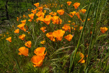 Golden Poppy Flowers in bloom, Sunny Day, California Super Bloom