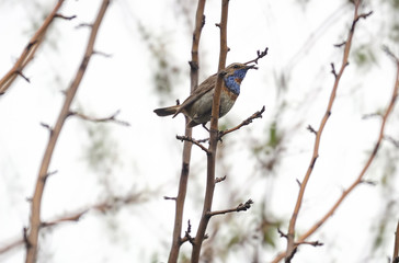 The Bluethroat bird on branch