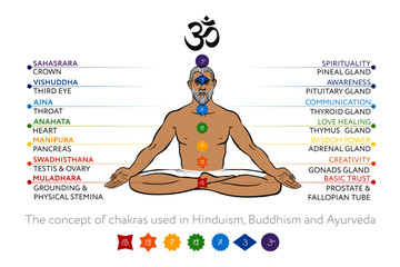 Chakras system with glands of human body - used in Buddhism and Ayurveda. For design, associated with yoga. Vector Sahasrara, Ajna, Vishuddha, Anahata, Manipura, Swadhisthana, Muladhara, symbol Om