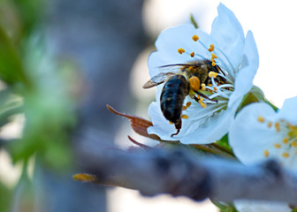 Bee collecting pollen on a cherry blossom.