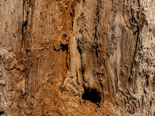 Beautiful natural wooden background. dry tree trunk.wood texture