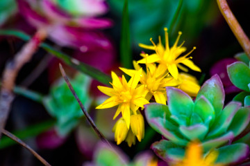 Yellow flowers surrounded around with green