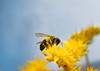 Bees collecting pollen from yellow flowers