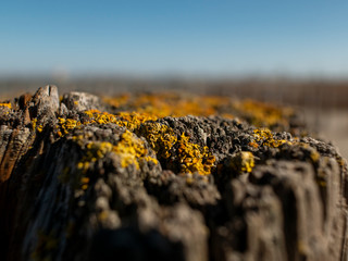 Beautiful natural dry stump with moss against the sky. Wooden background