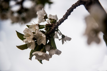 cherry blossom bunch on branch