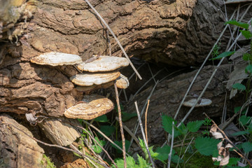 Fungi growing out of the side of a log