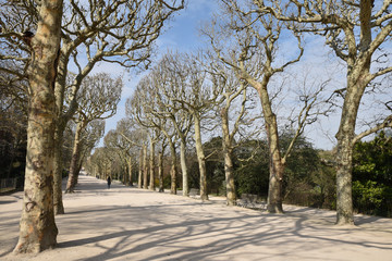 Allée de platanes au jardin