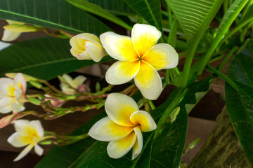 Obraz na płótnie Canvas Jasmine flowers