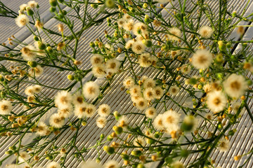 Simple, fluffy flowers on a bright ribbed surface.