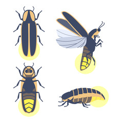 Insect beetle firefly. Vector set of four simple flat drawings with different angles.