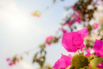 Fototapeta na wymiar Pink Bougainvillea flowers on sky and sunlight background