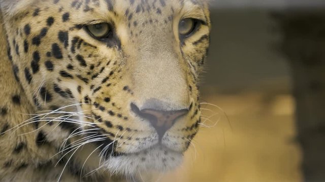 Close up of persian Leopard head turning to the left.