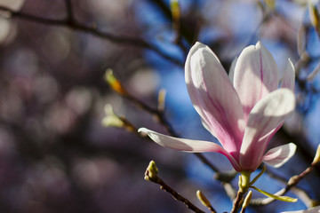 Kwitnaca drzewa magnolia