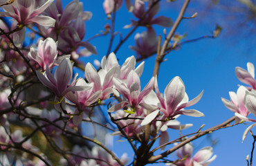 Kwitnaca drzewa magnolia