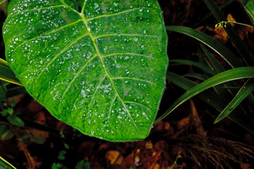 hoja con rocío 