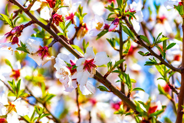 branch of apple tree with flowers