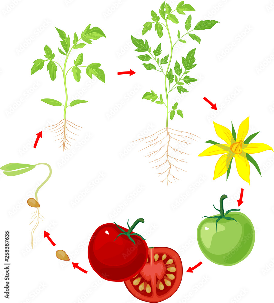 Sticker life cycle of tomato plant. stages of growth from seed and sprout to adult plant and ripe red fruits - Stickers