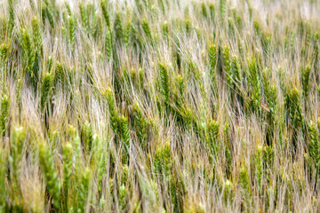 Spikelets of cereals on the field close-up. Wheatfield with a great harvest. Panorama of a wheat field on a summer day.