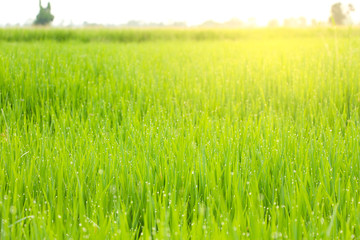 Fototapeta na wymiar Green rice field with sunrise.