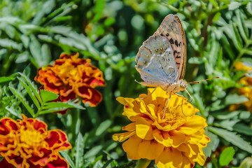 Argynnis paphia, Silver-washed fritillary butterfly on an orange flower tagetes