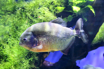 Piranha in natürlicher Umgebung