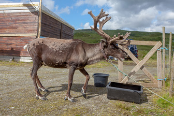 Naklejka premium reindeer in the forest