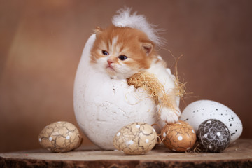 Katzenbaby liegt im Ei mit Federn auf dem Kopf