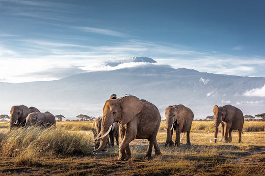 Herd of African Elephants in Front of Kilimanjaro