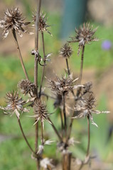 Atry jesienne, zeszłoroczne pedy kwiatowe, Aster © Ewa