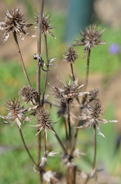 Atry jesienne, zeszłoroczne pedy kwiatowe, Aster