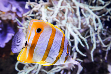 Fische im Riff