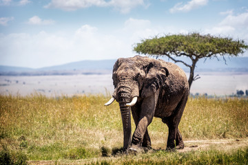 Big African elephant walking forward down path in open field of Mara Triangle in Kenya Africa
