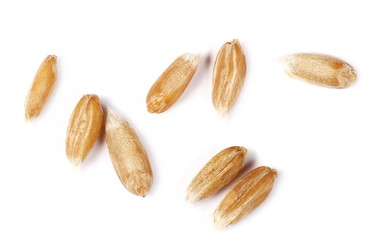 Macro spelt grain isolated on white background, top view 