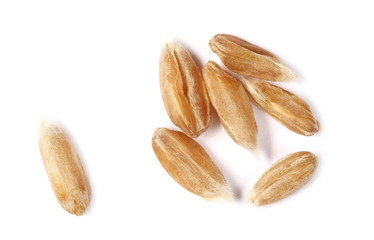 Macro spelt grain isolated on white background, top view 