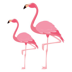 elegant flamingo birds couple