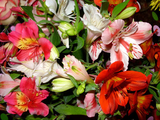 bright beautiful flowers