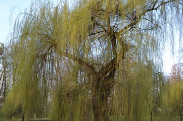 Wierzba płacząca, żałobna, wiosna, Salix  sepulcralis 'Chrysocoma' © Ewa