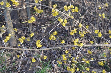 dereń jadalny, kwiaty wczesną wiosną, Cornus Mas
