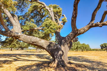 Millenary oak of the Alcudia Valley in Ciudad Real, Spain, a lost botanical treasure.