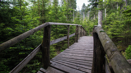 Fototapeta na wymiar path with wood planks through forest