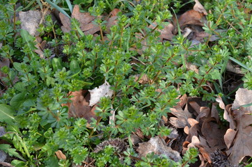 Przytulia pospolita wczesną wiosną,  Galium mollugo