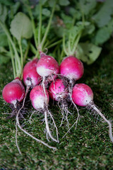 Radish - organic food - vegetable