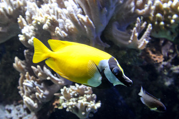 Fototapeta na wymiar Fische im Riff